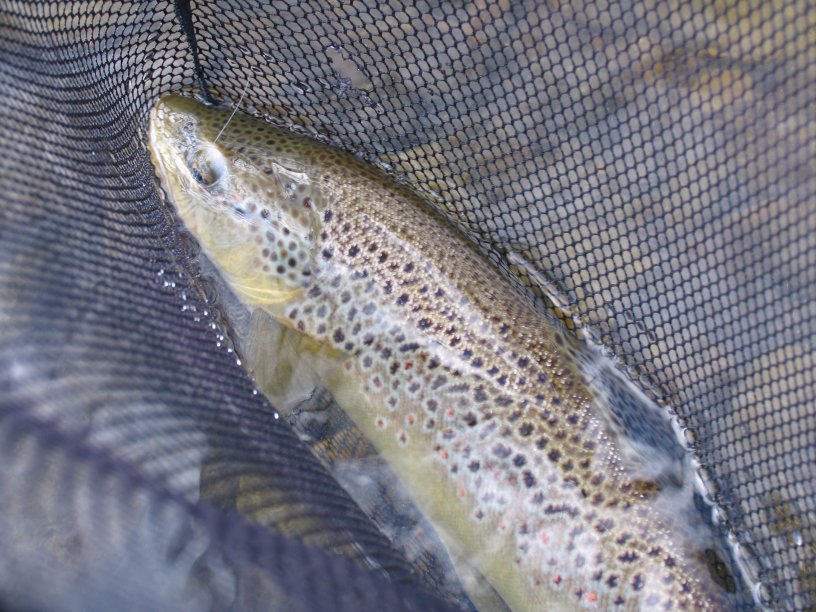 a Large, knotless, micromesh